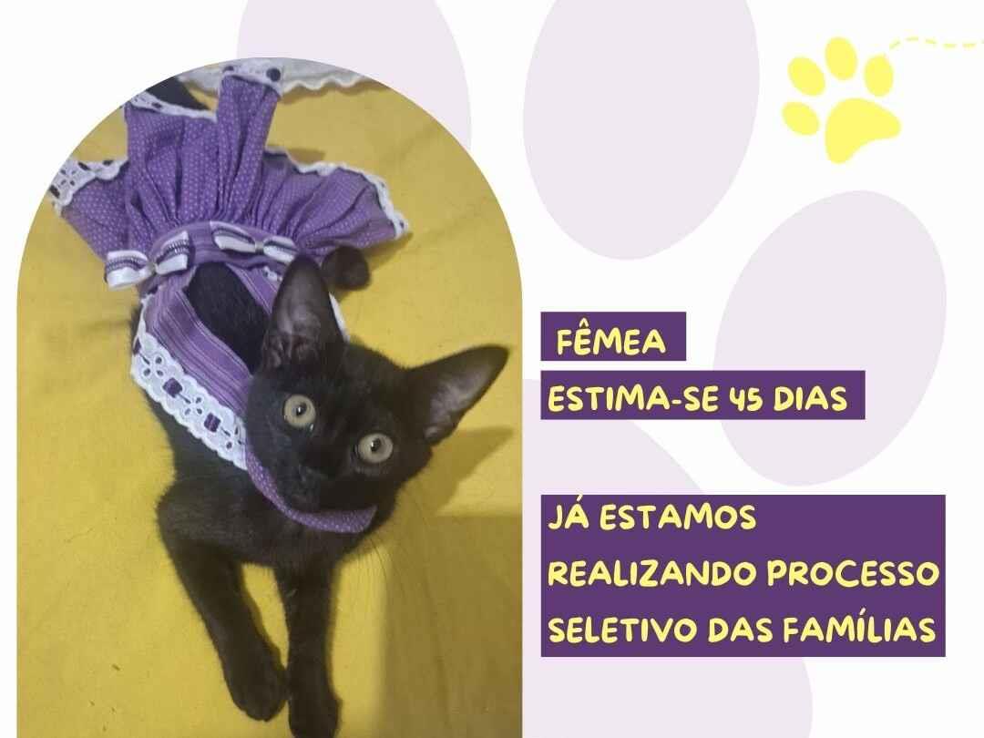 Gato raça SRD-ViraLata idade Abaixo de 2 meses nome Scarlet 