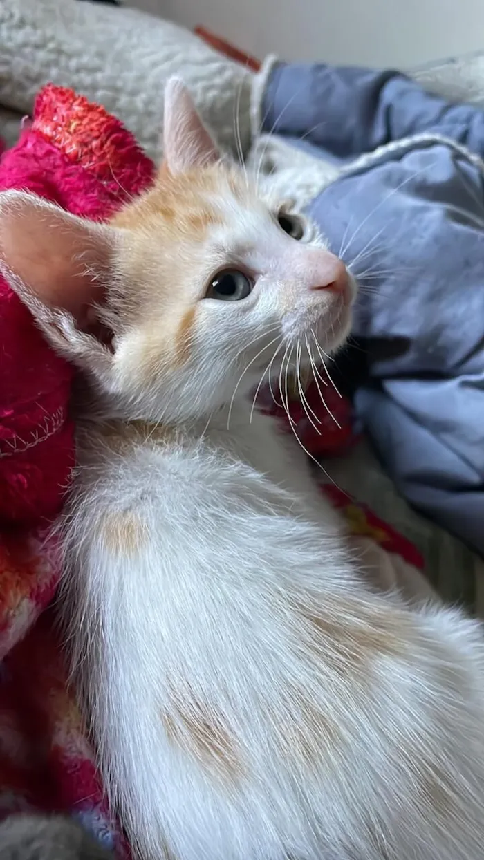 Gato raça SRD-ViraLata idade 2 a 6 meses nome Vc pode escolher 