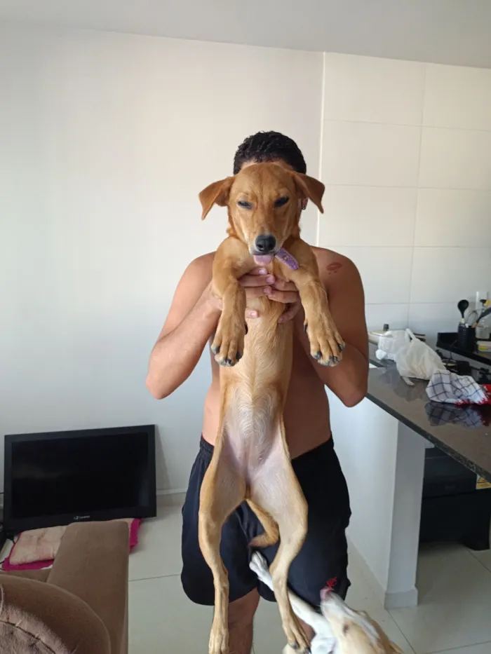 Cachorro raça SRD-ViraLata idade 2 a 6 meses nome Pérola e safira 