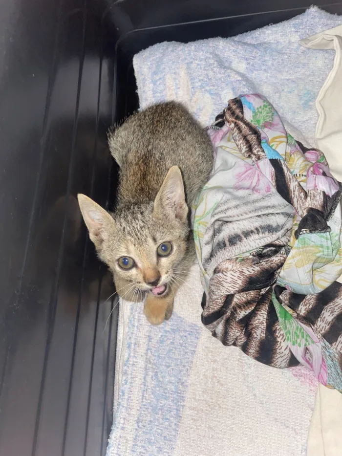 Gato raça SRD-ViraLata idade Abaixo de 2 meses nome Não tem 