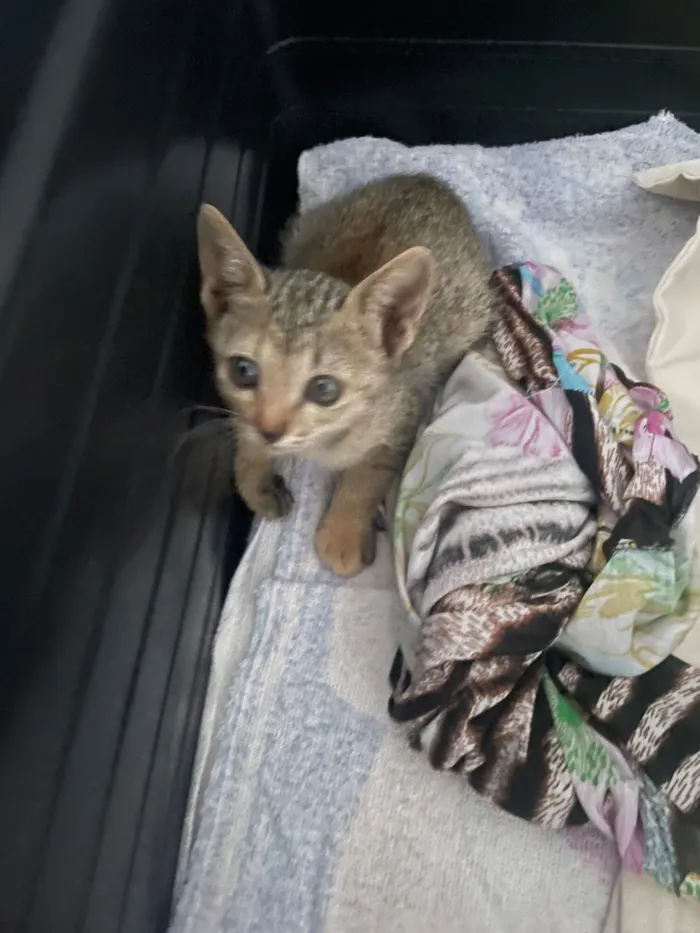 Gato raça SRD-ViraLata idade Abaixo de 2 meses nome Não tem 