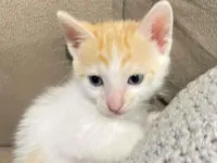 Gato raça SRD-ViraLata idade 2 a 6 meses nome Vc pode escolher 