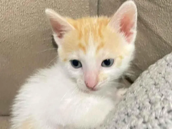 Gato raça SRD-ViraLata idade 2 a 6 meses nome Vc pode escolher 