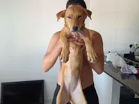 Cachorro raça SRD-ViraLata idade 2 a 6 meses nome Pérola e safira 