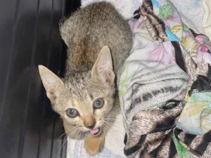 Gato raça SRD-ViraLata idade Abaixo de 2 meses nome Não tem 