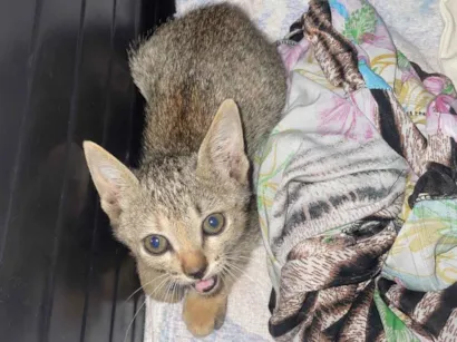 Gato raça SRD-ViraLata idade Abaixo de 2 meses nome Não tem 