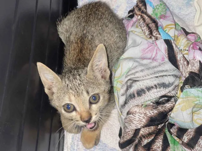 Gato raça SRD-ViraLata idade Abaixo de 2 meses nome Não tem 