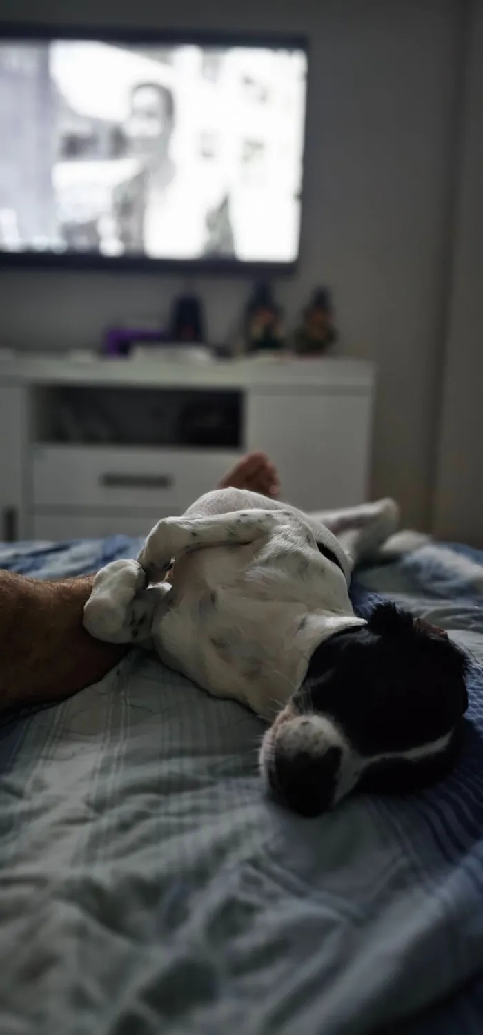 Cachorro raça SRD-ViraLata idade 4 anos nome Guimbinha