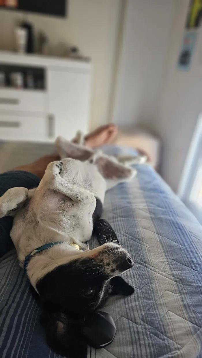 Cachorro raça SRD-ViraLata idade 4 anos nome Guimbinha