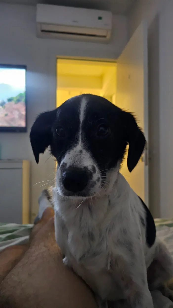 Cachorro raça SRD-ViraLata idade 4 anos nome Guimbinha