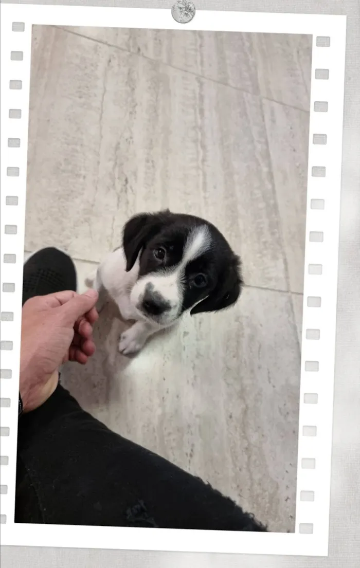 Cachorro raça SRD-ViraLata idade 4 anos nome Guimbinha