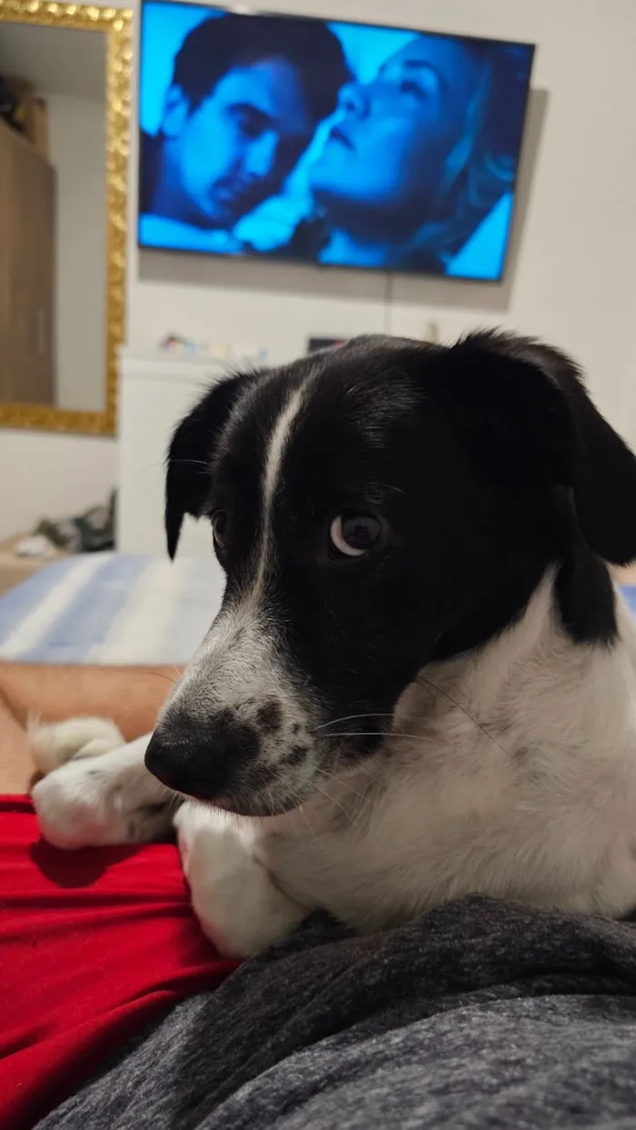 Cachorro raça SRD-ViraLata idade 4 anos nome Guimbinha