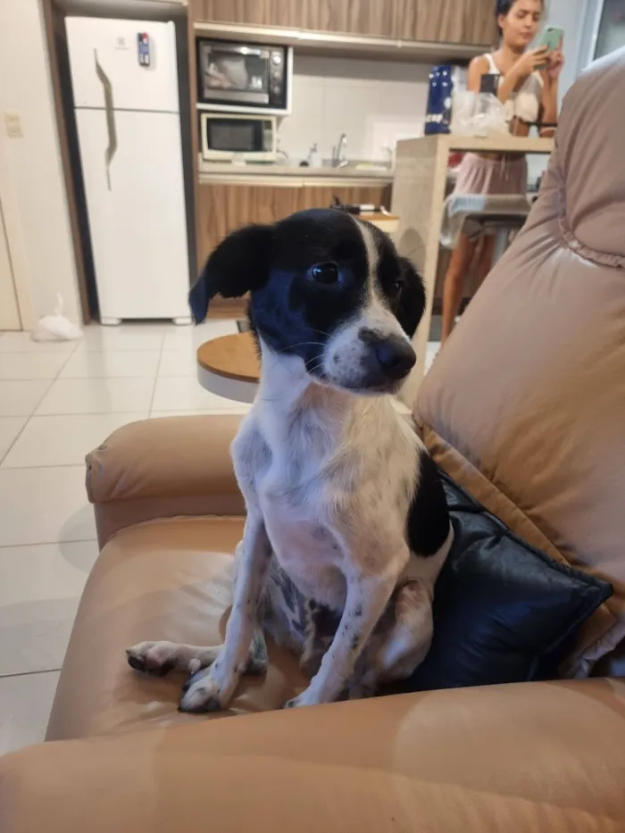 Cachorro raça SRD-ViraLata idade 4 anos nome Guimbinha