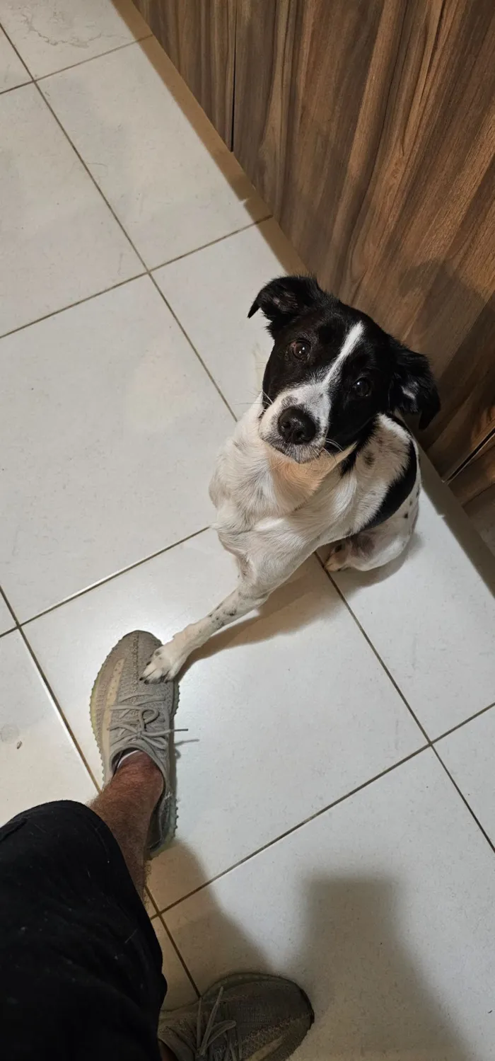 Cachorro raça SRD-ViraLata idade 4 anos nome Guimbinha