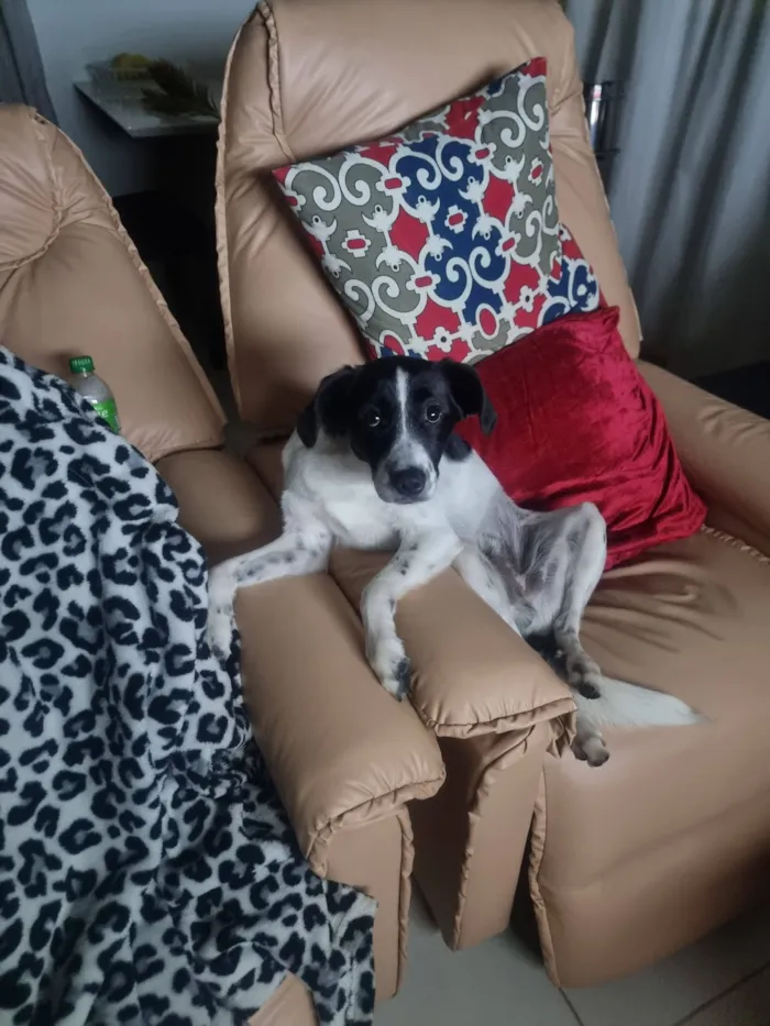 Cachorro raça SRD-ViraLata idade 4 anos nome Guimbinha