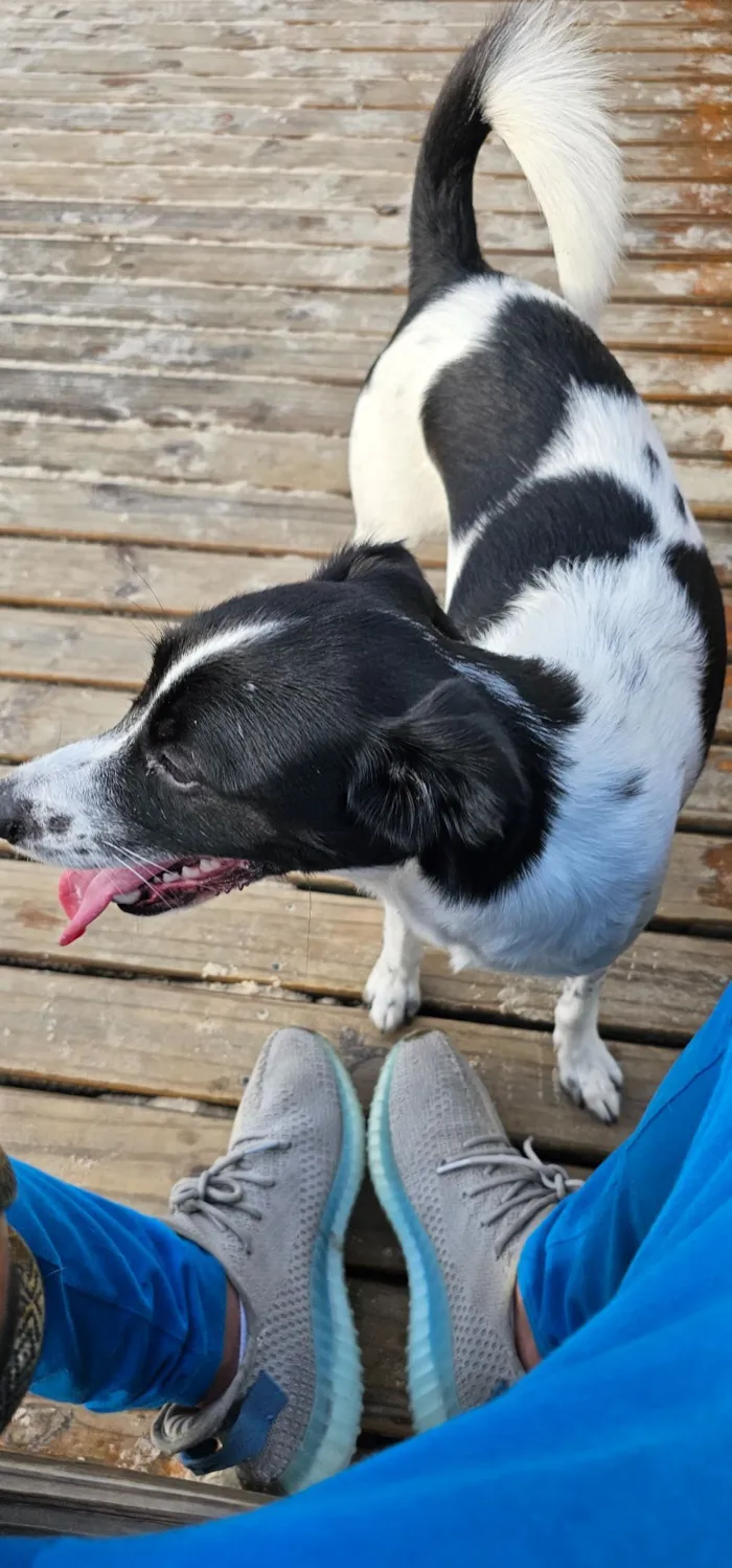 Cachorro raça SRD-ViraLata idade 4 anos nome Guimbinha