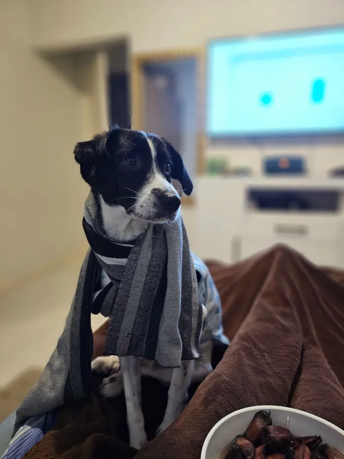 Cachorro raça SRD-ViraLata idade 4 anos nome Guimbinha