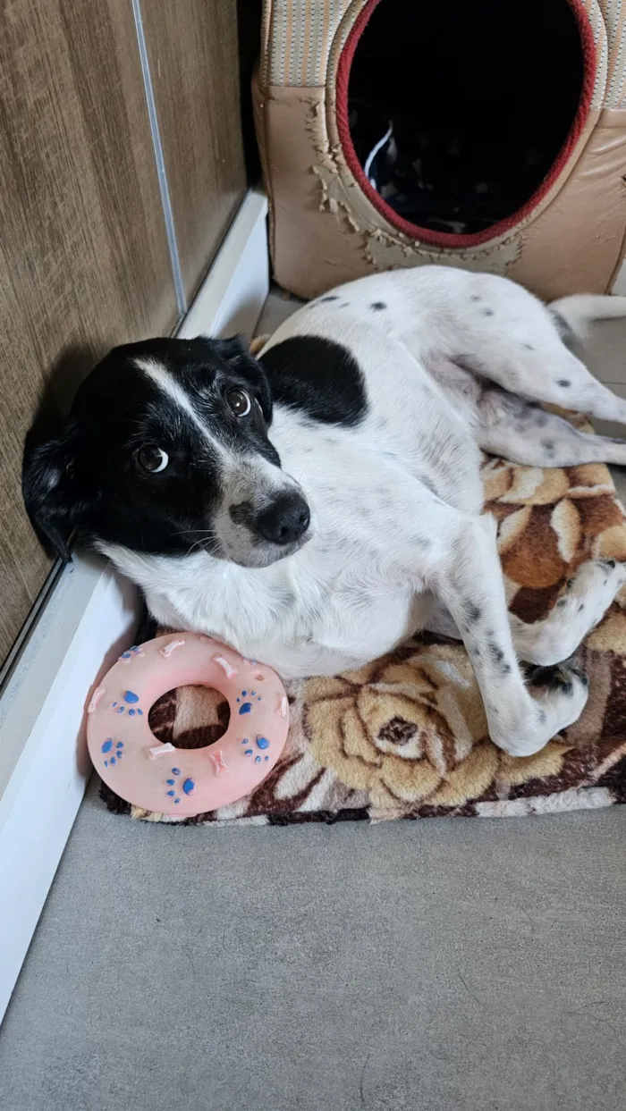 Cachorro raça SRD-ViraLata idade 4 anos nome Guimbinha