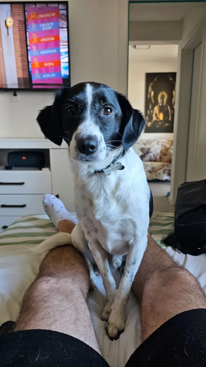 Cachorro raça SRD-ViraLata idade 4 anos nome Guimbinha