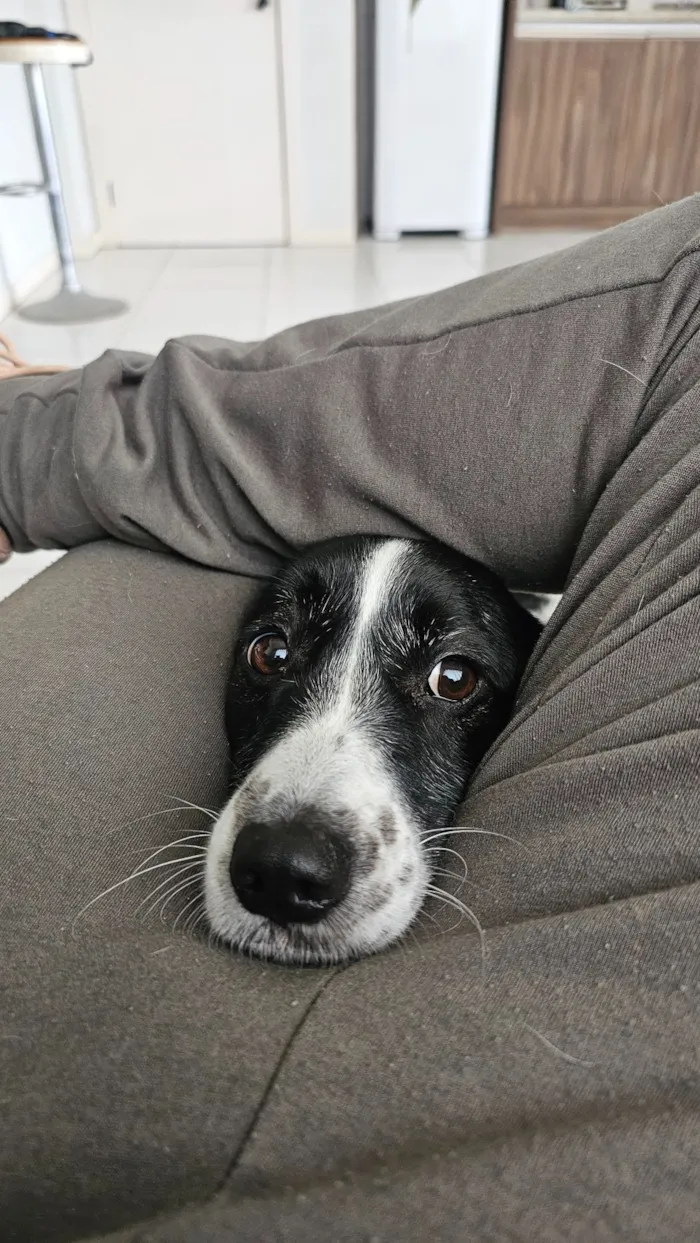 Cachorro raça SRD-ViraLata idade 4 anos nome Guimbinha