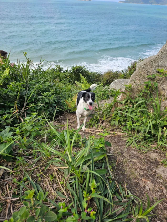 Cachorro raça SRD-ViraLata idade 4 anos nome Guimbinha