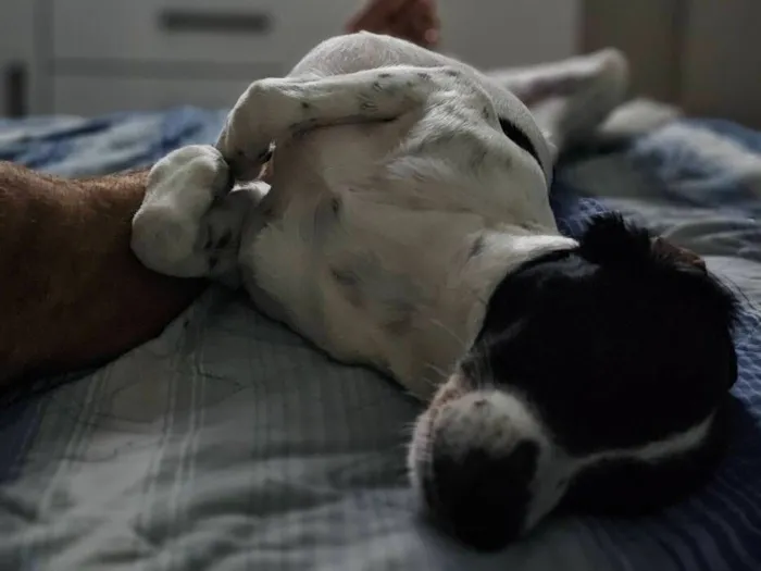 Cachorro raça SRD-ViraLata idade 4 anos nome Guimbinha