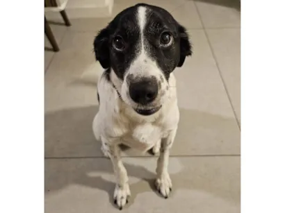 Cachorro raça SRD-ViraLata idade 4 anos nome Guimbinha