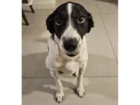 Cachorro raça SRD-ViraLata idade 4 anos nome Guimbinha