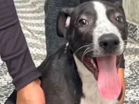 Cachorro raça SRD-ViraLata idade 2 a 6 meses nome Sem nome