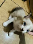 Gato raça SRD-ViraLata idade Abaixo de 2 meses nome Alana Rodrigues 