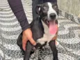 Cachorro raça SRD-ViraLata idade 2 a 6 meses nome Sem nome