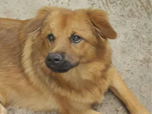 Cachorro raça Pastor Alemão idade 7 a 11 meses nome Bob