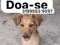 Cachorro raça SRD-ViraLata idade 7 a 11 meses nome Lola