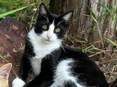 Gato raça SRD-ViraLata idade 1 ano nome Oreo 