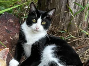 Gato raça SRD-ViraLata idade 1 ano nome Oreo 