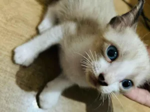 Gato raça SRD-ViraLata idade Abaixo de 2 meses nome Alana Rodrigues 