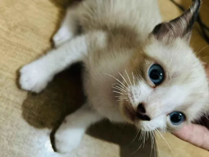 Gato raça SRD-ViraLata idade Abaixo de 2 meses nome Alana Rodrigues 