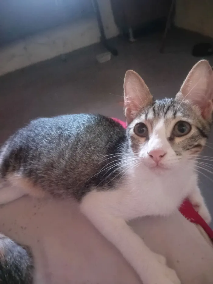 Gato raça SRD-ViraLata idade 2 a 6 meses nome Panthro