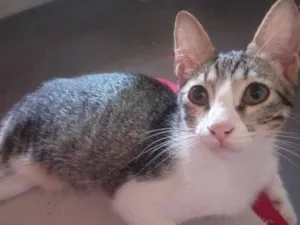 Gato raça SRD-ViraLata idade 2 a 6 meses nome Panthro
