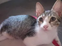 Gato raça SRD-ViraLata idade 2 a 6 meses nome Panthro