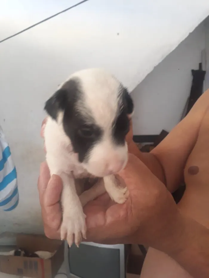 Cachorro raça SRD-ViraLata idade Abaixo de 2 meses nome Devon