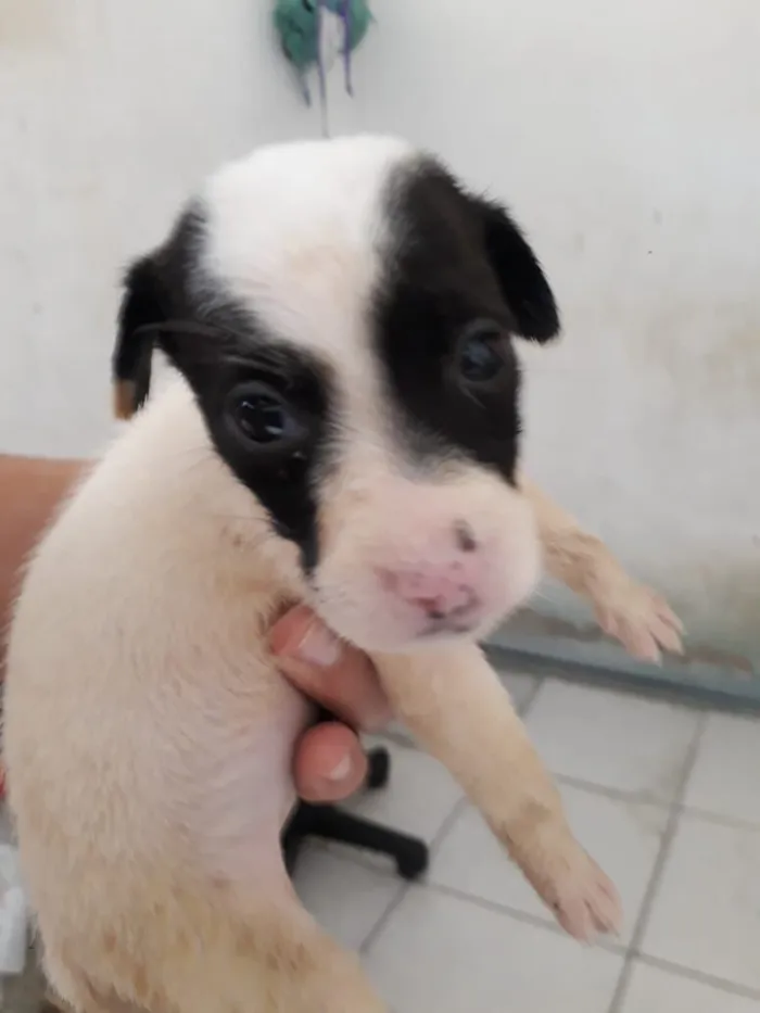 Cachorro raça SRD-ViraLata idade Abaixo de 2 meses nome Devon