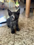 Gato raça SRD-ViraLata idade 2 a 6 meses nome Gatinhos fofos
