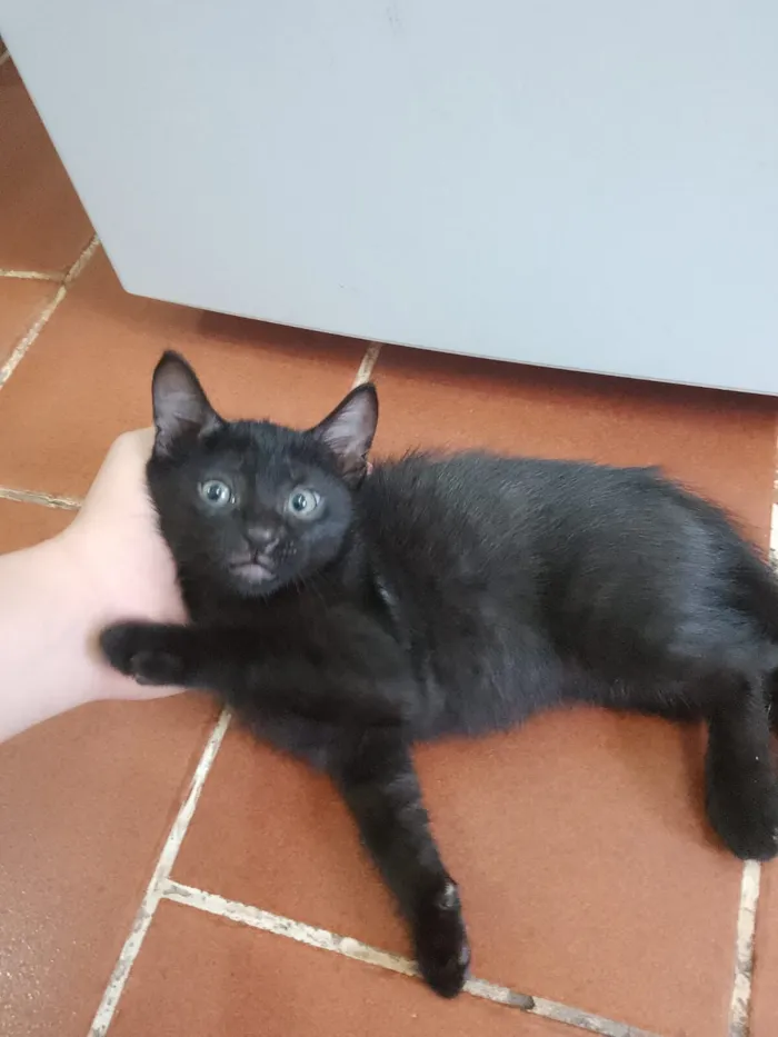 Gato raça SRD-ViraLata idade 2 a 6 meses nome Pretinha