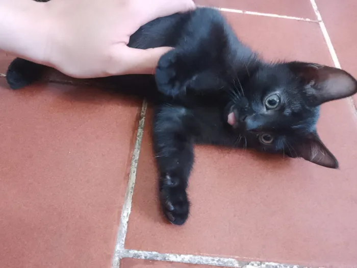 Gato raça SRD-ViraLata idade 2 a 6 meses nome Pretinha