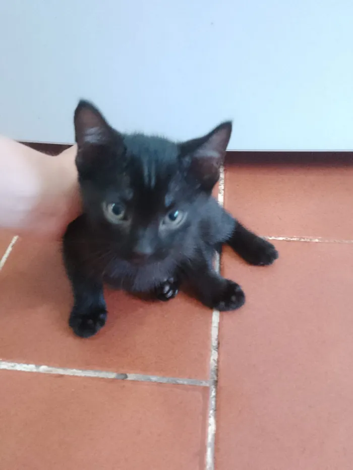 Gato raça SRD-ViraLata idade 2 a 6 meses nome Pretinha