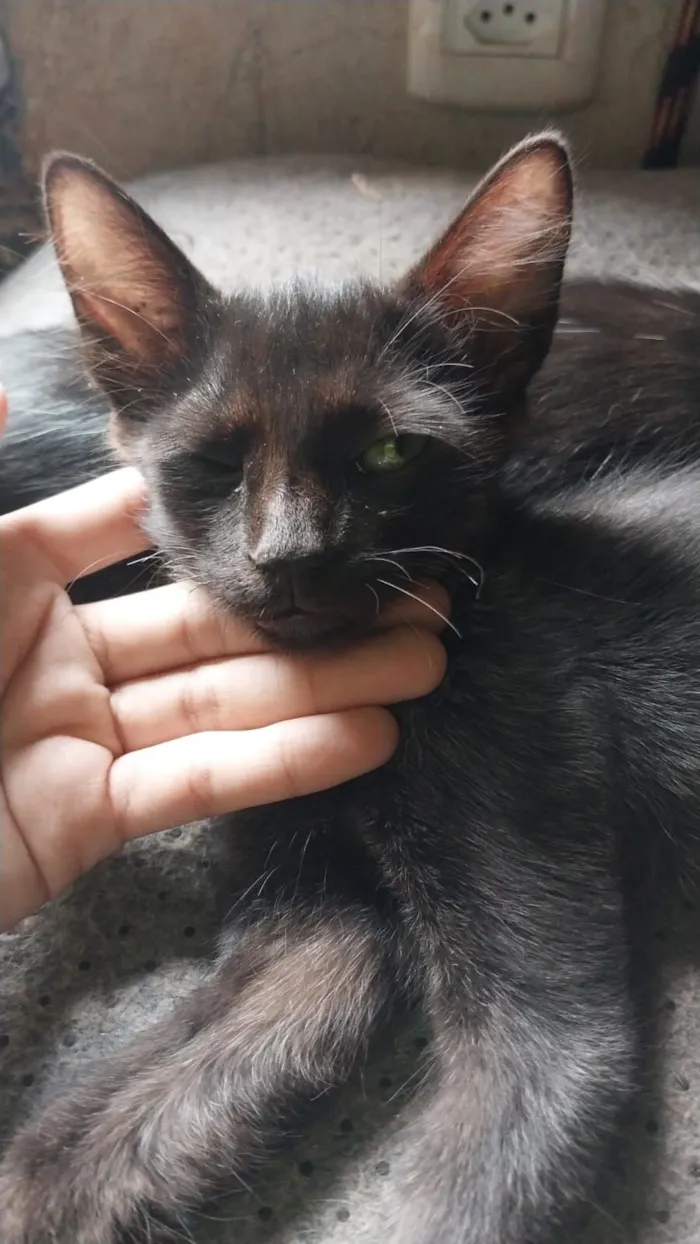 Gato raça SRD-ViraLata idade 2 a 6 meses nome Breu