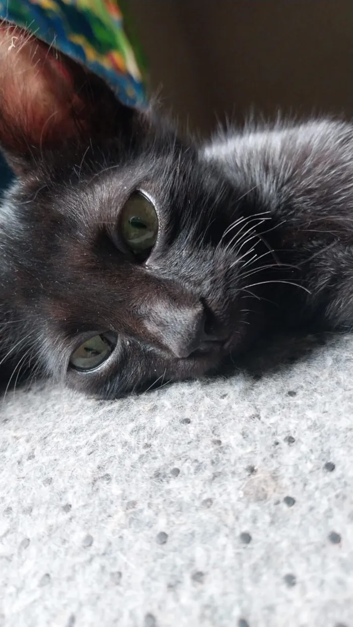 Gato raça SRD-ViraLata idade 2 a 6 meses nome Breu