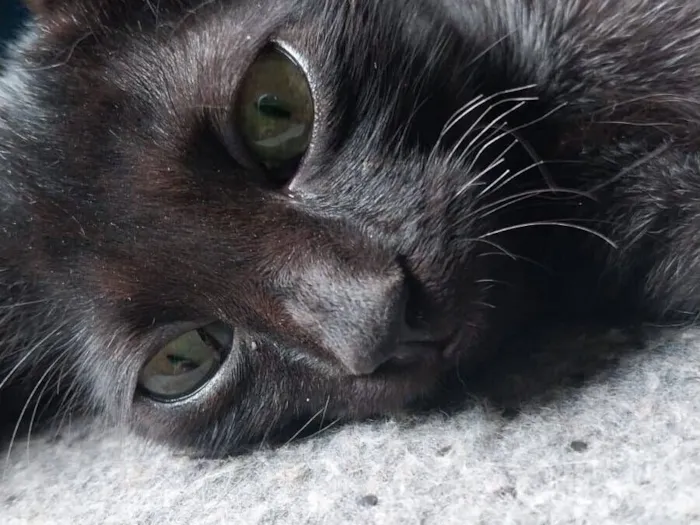 Gato raça SRD-ViraLata idade 2 a 6 meses nome Breu