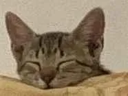 Gato raça SRD-ViraLata idade Abaixo de 2 meses nome Chiquinho 